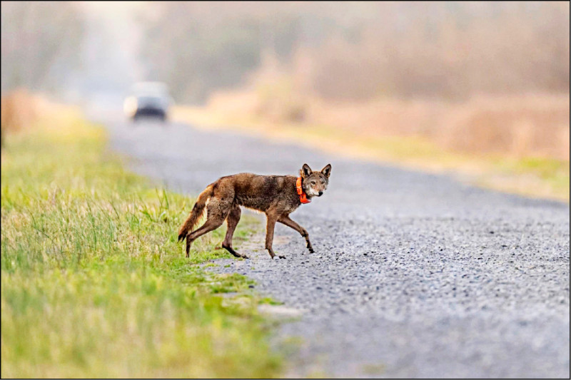 中英對照讀新聞》Endangered red wolf can make it in the wild 瀕危紅狼能在野外生存- 中英對照讀新聞-  自由電子報專區