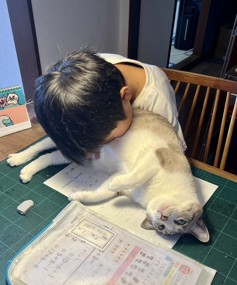 日本家長分享，他以為兒子專心在寫作業，不料轉身一看，兒子竟一臉享受地「吸貓ing」。（圖擷取自@omochi_nam01 社群平台「X」）