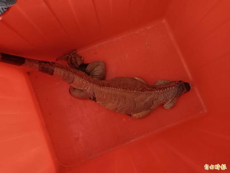 澎湖縣政府農漁局，在光華里逮捕外來種綠鬣蜥。（記者劉禹慶攝）