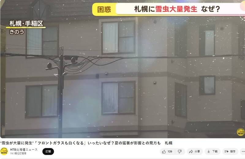 北海道近期发现大量雪虫。（图撷取自「HTB北海道ニュース」YouTube频道）(photo:LTN)
