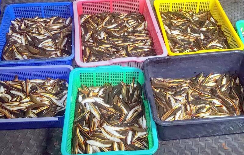 南投縣政府今年「電撈法」捕獲的大大小小魚虎數量,迄今(30)日止,約3.4萬尾。(南投縣政府提供) 南投縣政府今年「電撈法」捕獲的大大小小魚虎數量,迄今(30)日止,約3.4萬尾。(南投縣政府提供)