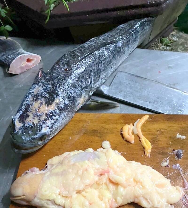 日月潭漁民捕獲的成年母魚虎中不少抱卵情形。(民眾提供) 日月潭漁民捕獲的成年母魚虎中不少抱卵情形。(民眾提供)