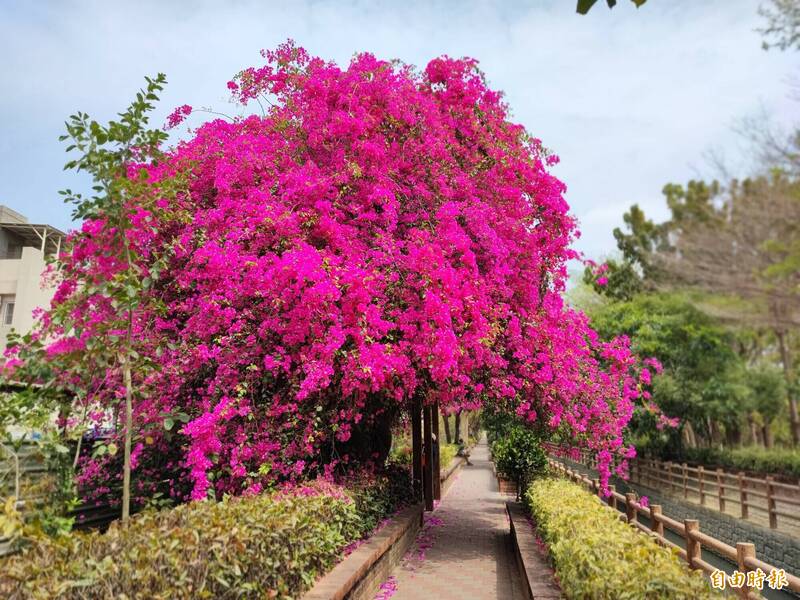 南圳綠堤北側的九重葛，盛開時猶如1把大紅傘，有「新化最美地標」
之一」的稱號。（記者吳俊鋒攝）