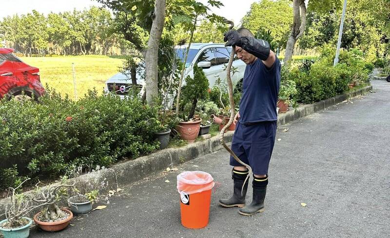 南蛇長約2公尺，比一個人還高。（屏東市義勇里長林侑弘提供）