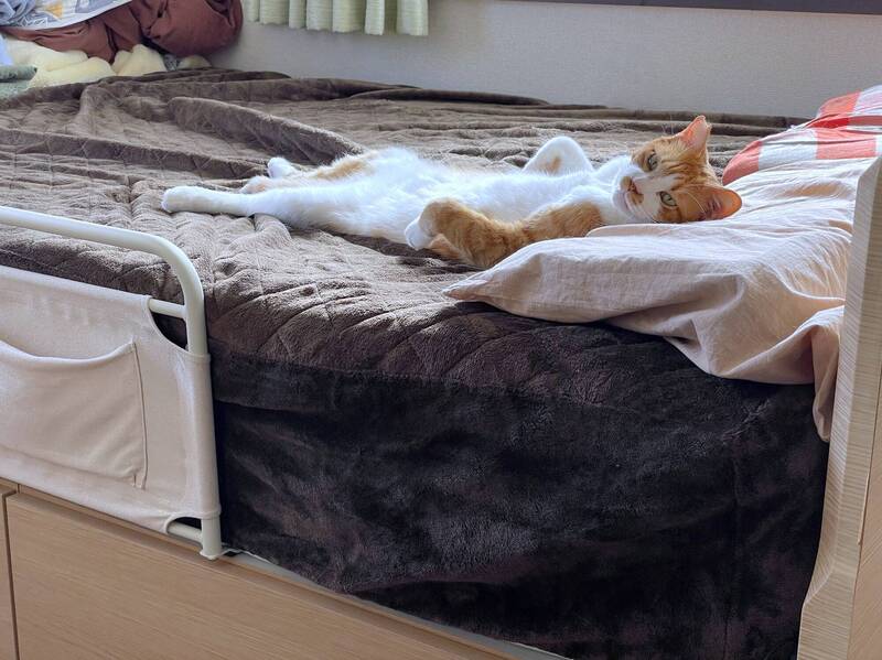 一名日本飼主分享自己在家工昨時，愛貓一臉非常悠哉地躺在床上，並看向正在辛苦工作的他，讓他忍不住哀嘆「這不公平的社會！」（圖擷取自@mitoconcon 社群平台「X」）
