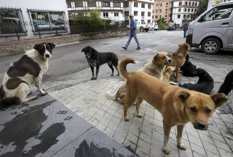 不丹王国近日宣布，该国所有流浪狗都已接受结扎和疫苗接种，成为世界上第一个达成此成就的国家。（美联社）(photo:LTN)