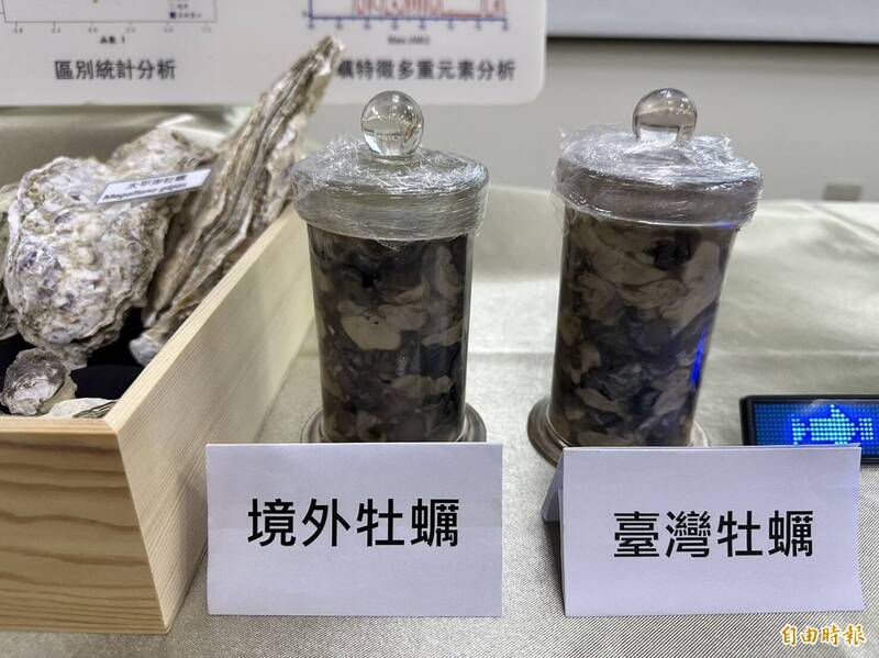 越南蚵跟台灣蚵外觀無法分辨。(記者楊媛婷攝) 越南蚵跟台灣蚵外觀無法分辨。(記者楊媛婷攝)
