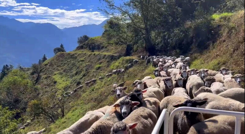 清境農場的綿羊公路大塞車，羊群們塞在一起動彈不得。（清境農場提供）