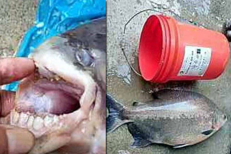 釣友在日月潭水庫釣到外型酷似食人魚的怪魚，經查證是一種名叫「紅銀板」的外來魚種。（圖由民眾提供，本報合成）