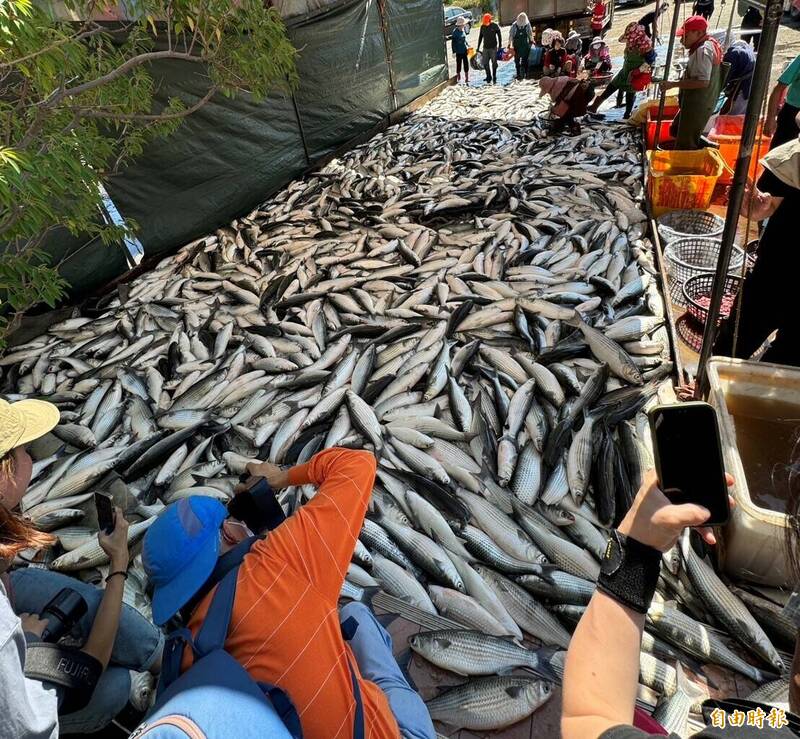 烏金季節來臨，新竹市竹魚水產的養殖烏魚大豐收，連副總統賴清德都曾聞香探訪。（記者洪美秀攝）