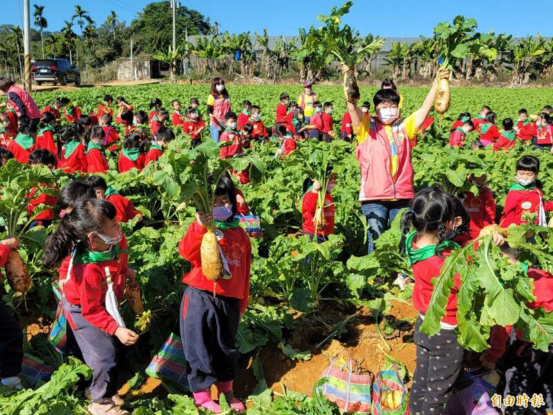 埔里鎮是冬季蘿蔔重要產區，今年公所冬季食農教育活動11月26日登場，現場開放1000人。（資料照）