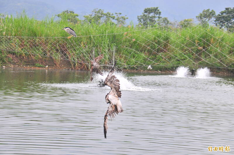 珍貴稀有保育類猛禽魚鷹在花蓮壽豐鄉養殖區被鳥網纏住，已死亡1、2天以上，被眼尖民眾發現。（記者花孟璟攝）