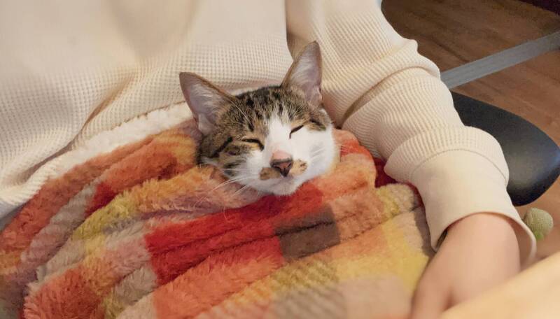 日本一名飼主分享，他在家中為了讓自己感受到溫暖，突發奇想，將平日頑皮搗蛋的愛貓，整隻塞入能與寵物共用的抱抱毯中，讓1人1貓同時享受到了暖呼呼的熱度。（圖擷取自@sheepmandonuts 社群平台「X」）