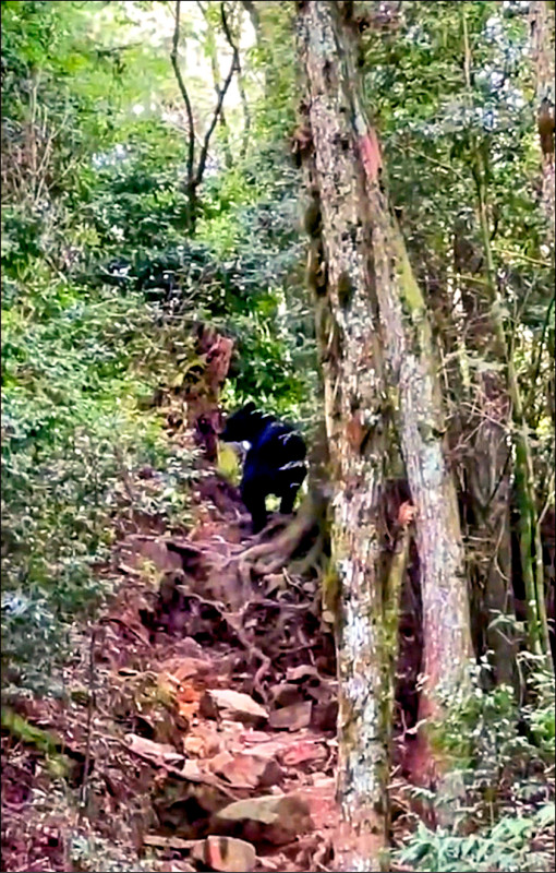 黑熊沿著鳶嘴稍來山步道拾級而上。（蔡先生提供）