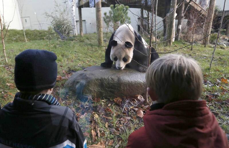 目前在英國唯一一對大貓熊「甜甜」和「陽光（見圖）」將結束在蘇格蘭愛丁堡12年生活，12月初返回中國。（路透檔案照）