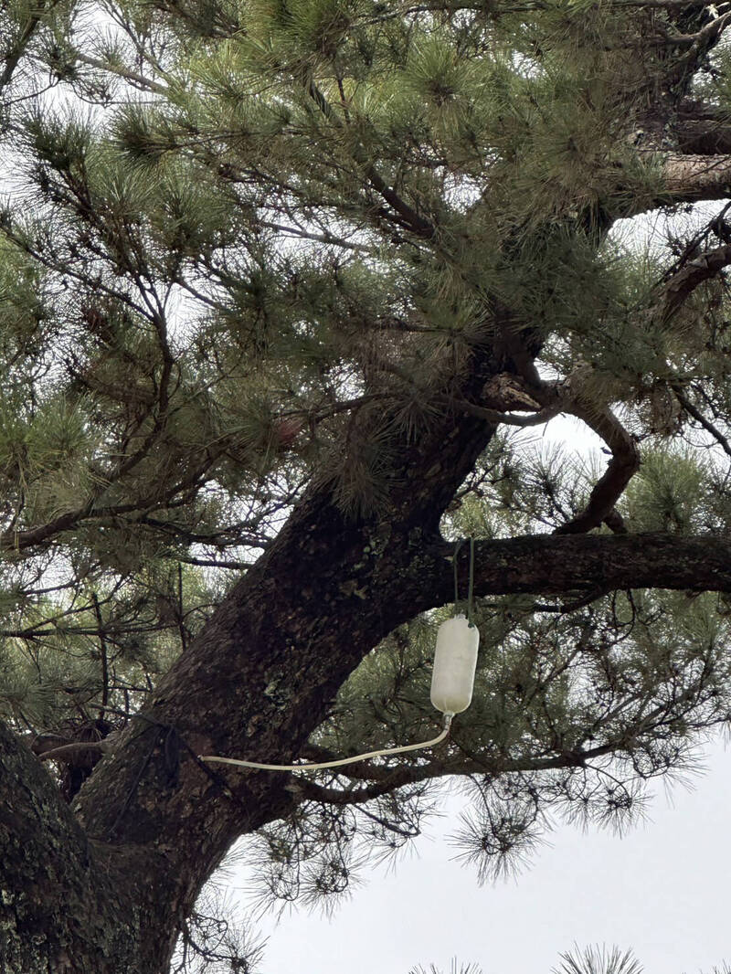 山上花園水道博物館2棵琉球松因病蟲害侵襲，經樹木專家診察後「吊點滴」治療中。（館方提供）