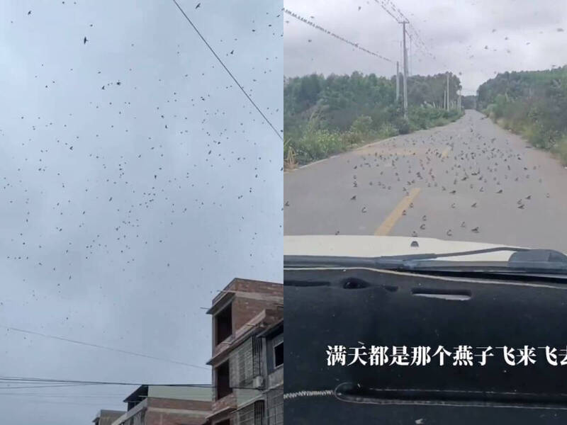 中国广西惊见众多燕子填满天空，也有一些燕子大量死亡，尸体散落在地面上。（图撷取自微博）(photo:LTN)