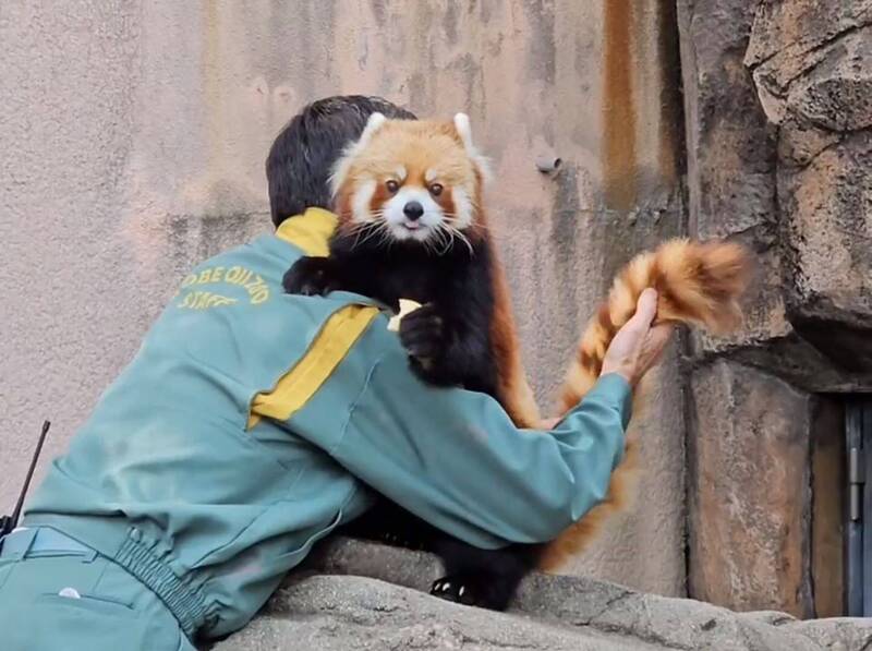 日本兵庫縣神戶市「王子動物園」的一位保育員，日前為園內小熊貓「Jazz」健檢的畫面在網上掀起熱議。（圖擷取自@tomoko_elephant 社群平台「X」）