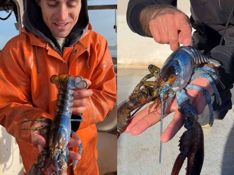 美國緬因州一名漁夫日前分享，好友在緬因灣捕獲一隻半藍半橘、雌雄同體（intersex）的罕見「雙色龍蝦」。（圖擷取自@jknowles831 IG，本報合成）