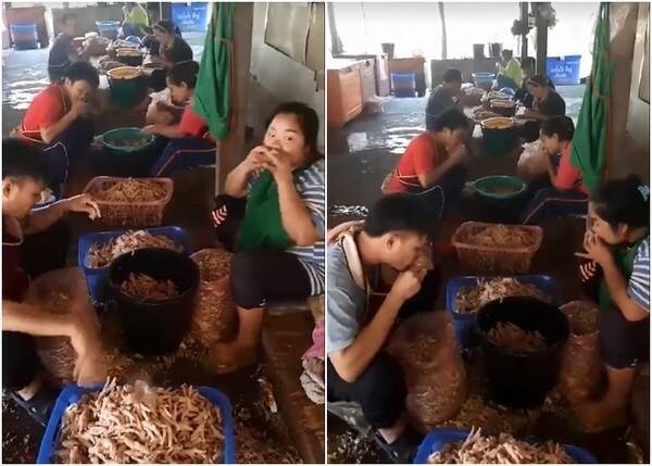 中國食品廠開出高薪聘人啃雞爪。圖為先前網路流傳影片，工人排排坐把雞爪放入嘴裡「啃」，與本新聞無關。（圖擷取自臉書影片）

