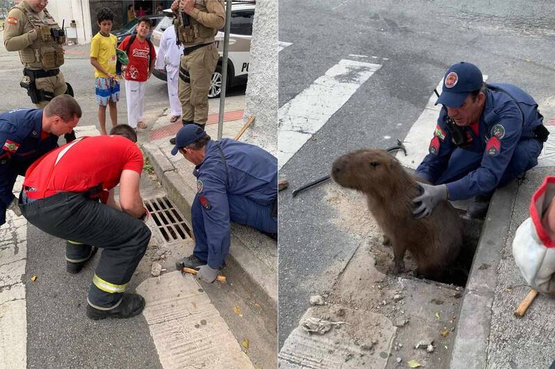 巴西消防員從水溝蓋底下救出毛茸茸的野生水豚。（圖擷取自@cbmsc.biguacu IG）