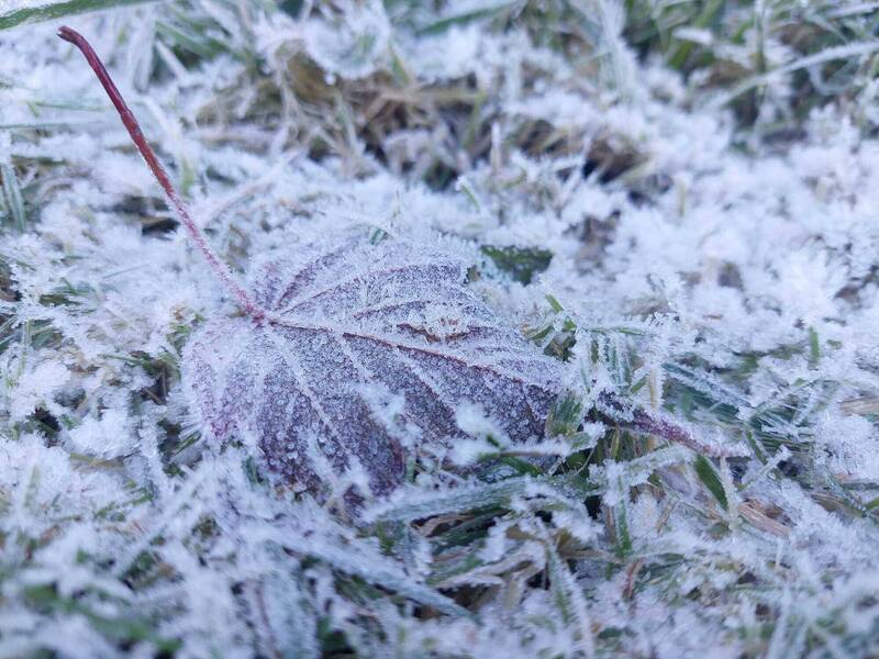 玉山塔塔加園區路旁草坡最近常見結霜，雪白冰晶相當美麗。（玉管處提供）