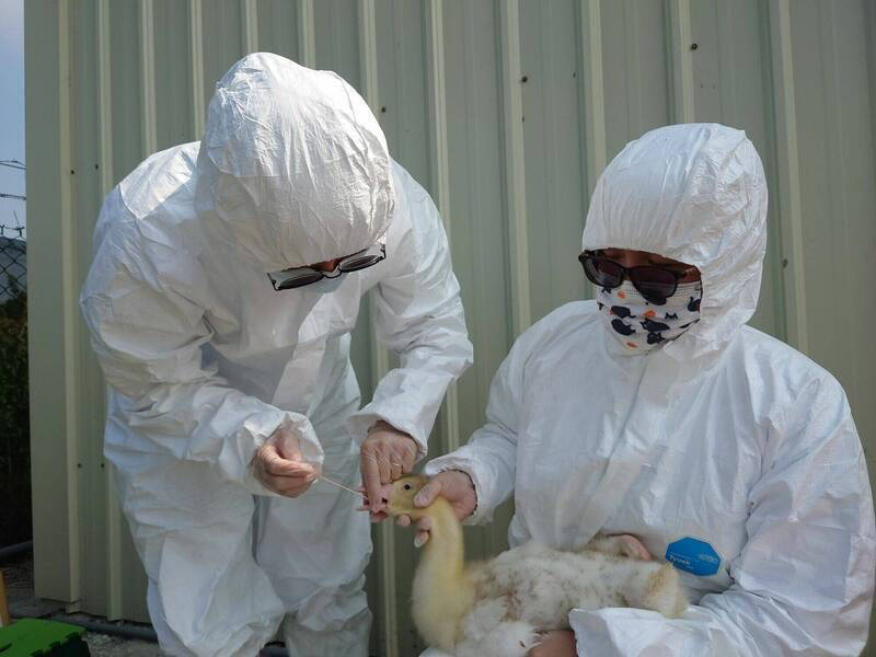 農業部防檢署今（26）日指出，台南四草候鳥排遺檢出H5N1亞型高病原性禽流感，呼籲養禽場落實場內防鳥設施等措施。（資料照，台南市動保處提供）