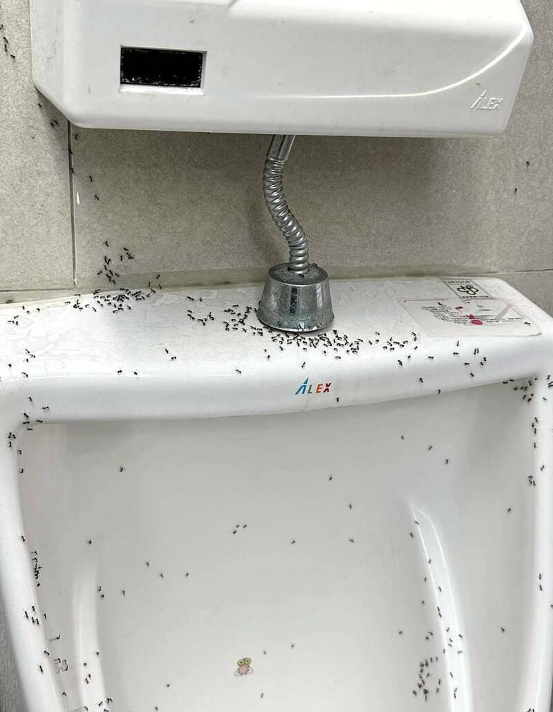 南投市中山公園公廁尿斗出現成群螞蟻，引發民怨，盼公所能儘速改善。（圖由民眾提供）