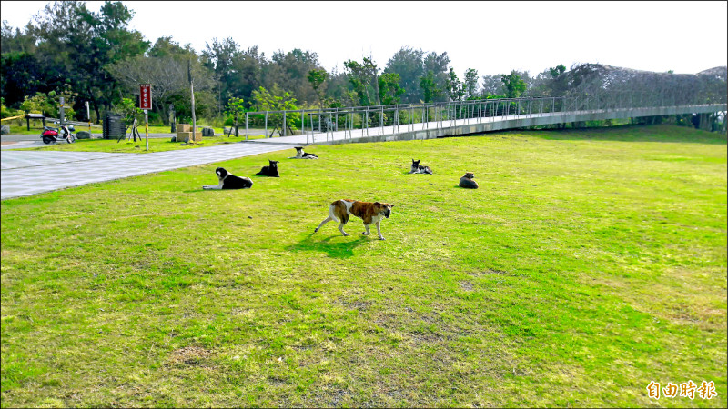 台東縣流浪狗逾8千隻，縣府說只要非在公共區域，餵飼不會受罰。（記者黃明堂攝）