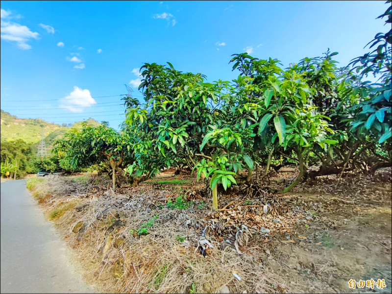楠西是國內芒果最大產區，卻沒有大型灌溉系統。（記者吳俊鋒攝）