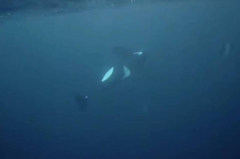 虎鯨「Hunchy」走向了生命盡頭，開始緩緩下沉消失在深海之中。（圖擷自Pierre, the Orca Whisperer臉書）
