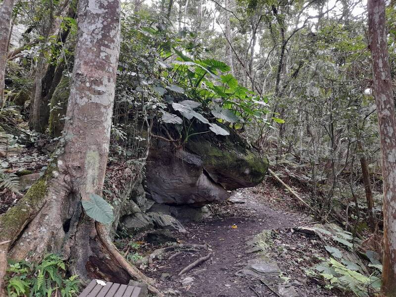 瓦拉米步道可見長滿姑婆芋、猶如撐傘的「微笑鯊魚石」。（玉管處提供）