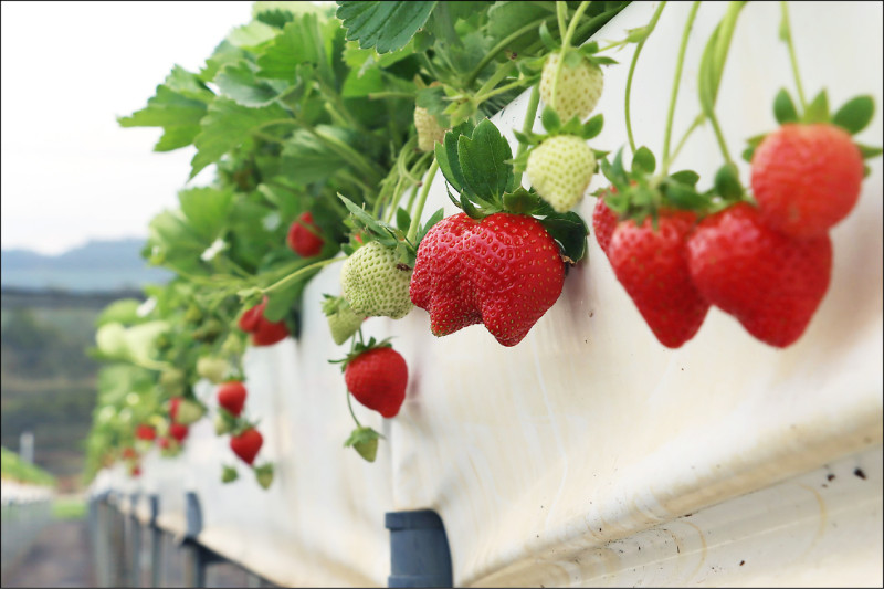 苗栗縣大湖鄉栽種草莓面積超過四百公頃，縣府開直播，宣告大湖草莓觀光季啟動。（苗縣府提供）