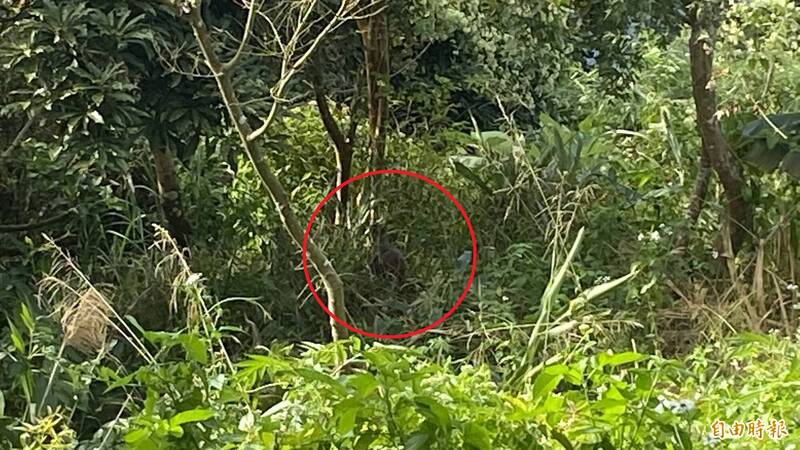 雞籠山山坡密林中出現1隻小型鹿科動物（紅圈處）正在吃草覓食。（記者楊金城攝）