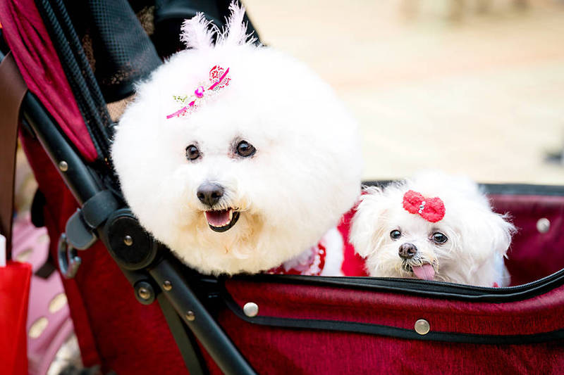 Two dogs are pushed in a pet stroller in Taipei in an undated photograph.
Photo: New Taipei City Animal Protection and Health Inspection Office