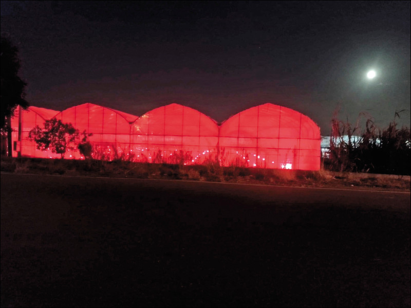 溪湖葡萄產區出現多間紅色溫室。（擷取自臉書「溪湖人生活圈」）