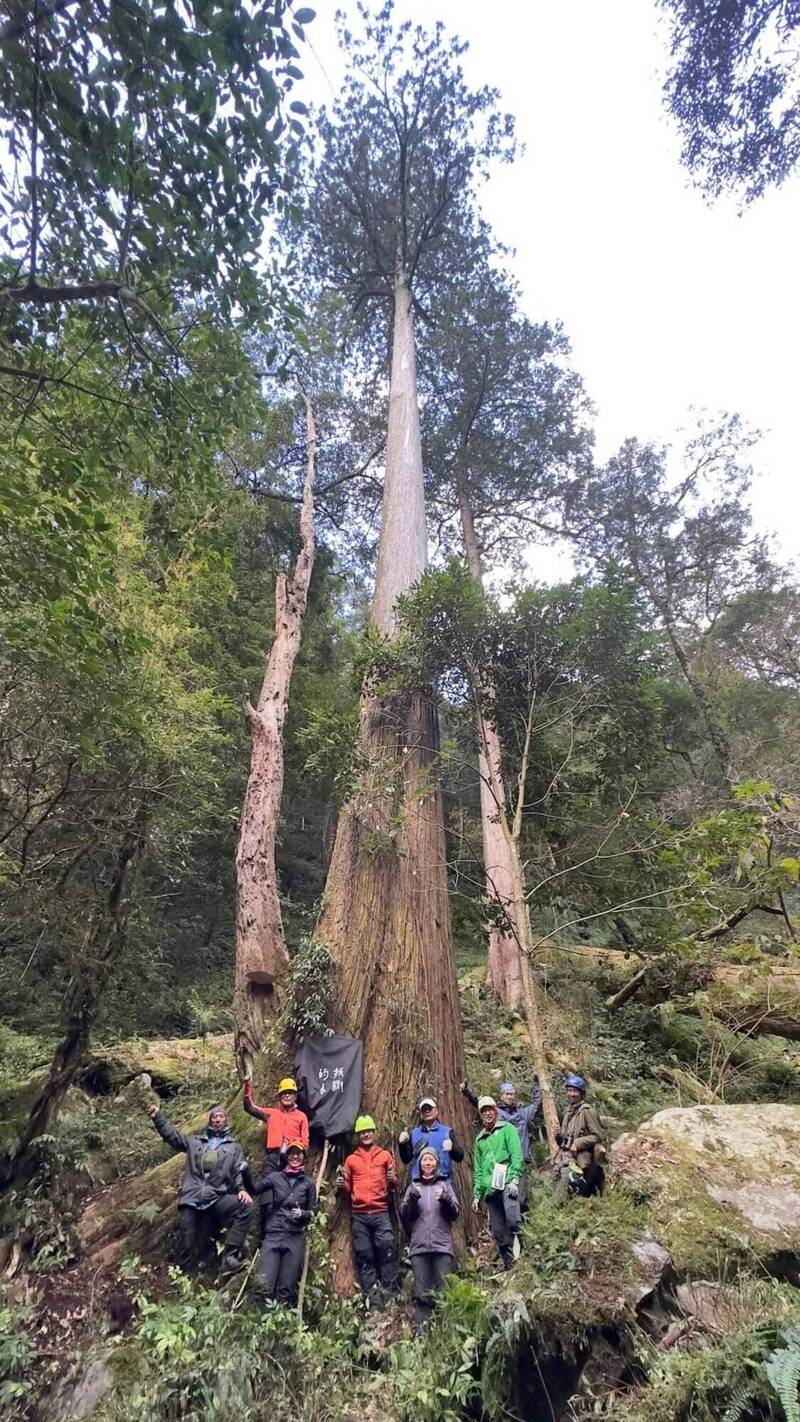 「找樹的人－巨木地圖計畫」12月2日在成功大學舉行第5次成果發表會，介紹台灣山林巨木故事；圖為目前發現最高的台灣杉巨木、高度達84.1公尺的「大安溪倚天劍」。（中央社資料照，成功大學提供）