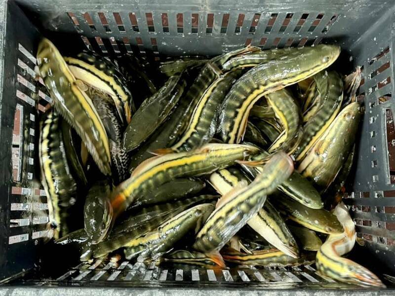 南投縣政府及漁民發現近期捕獲的魚虎幼魚體型多半偏大，令人不敢掉以輕心。（圖由民眾提供）