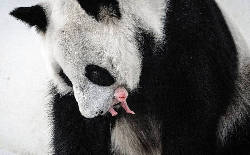 旅俄雌熊猫「丁丁」，8月24日诞下一只雌宝宝。（取自莫斯科动物园官网）(photo:LTN)