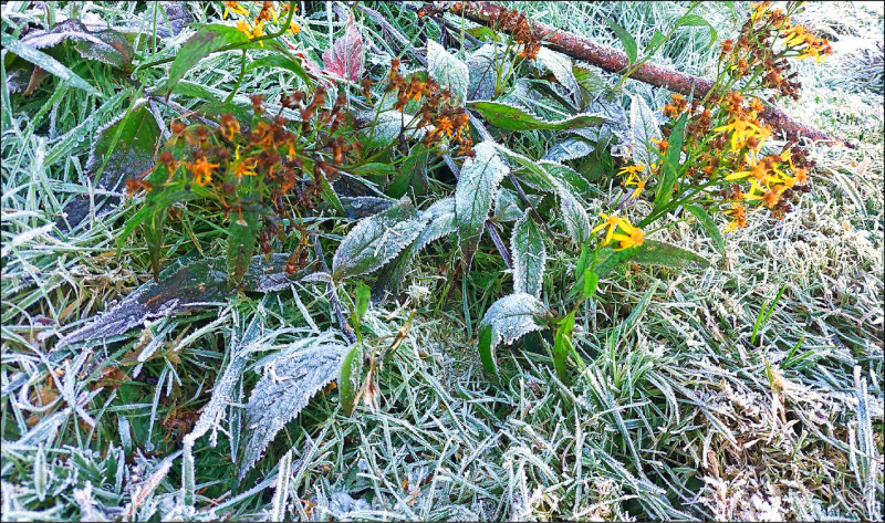 在冷鋒吹拂下，玉山國家公園塔塔加園區對外道路邊坡可見植被冷到結冰霜情形。（玉管處提供）