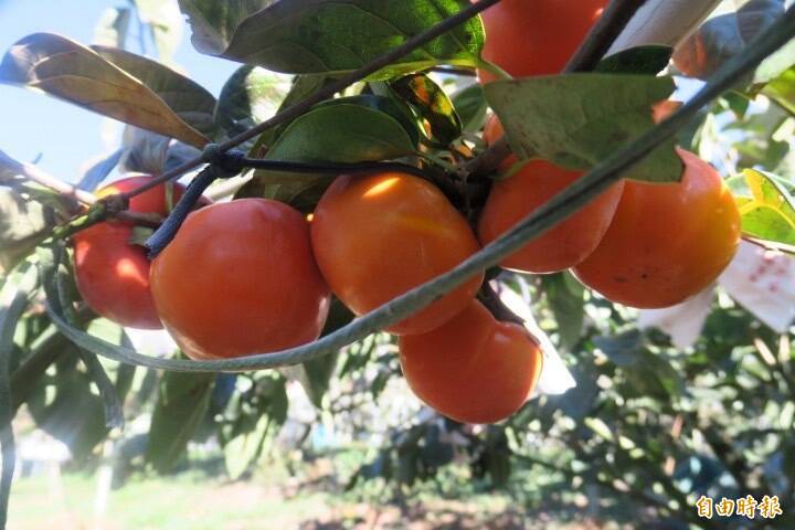 梨山甜柿較去年大顆。（記者張軒哲攝）