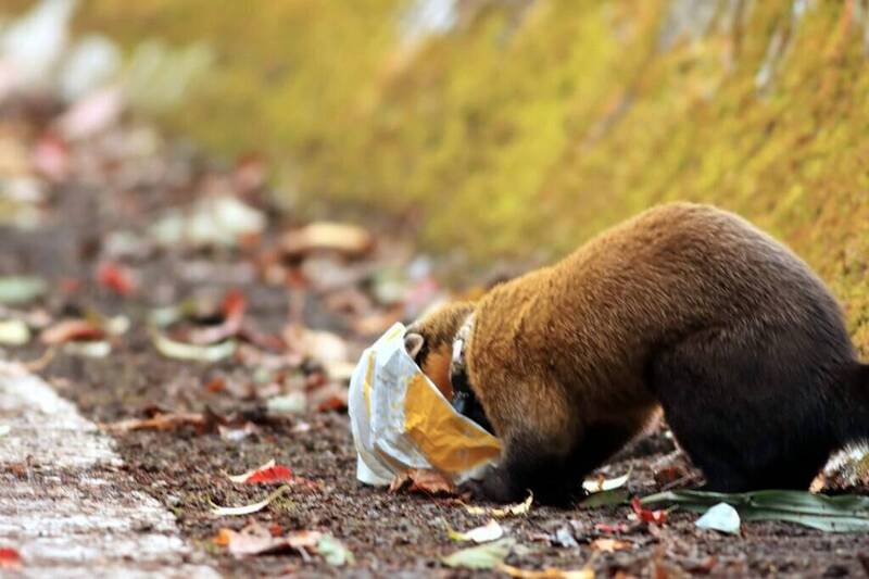 玉山國家公園管理處人員捕捉到黃喉貂在園區翻垃圾找食物情形。（圖由玉管處提供）