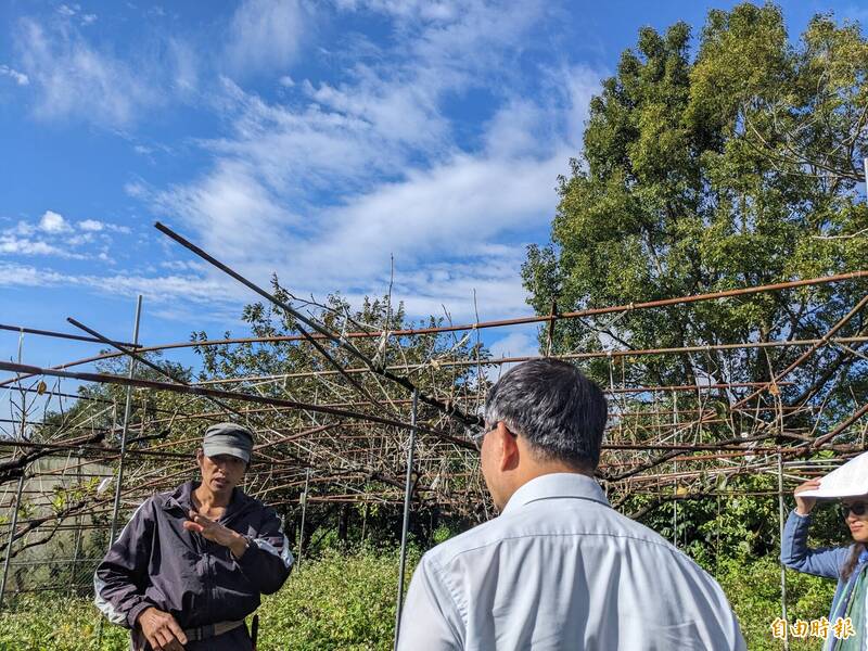 大安溪里山保育聯盟成員踏訪香川部落楊光義在摩天嶺的友善果園。（記者張軒哲攝）