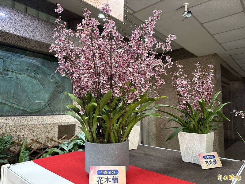 文心蘭新品種具高雅香味 瞄準歐美日高端市場