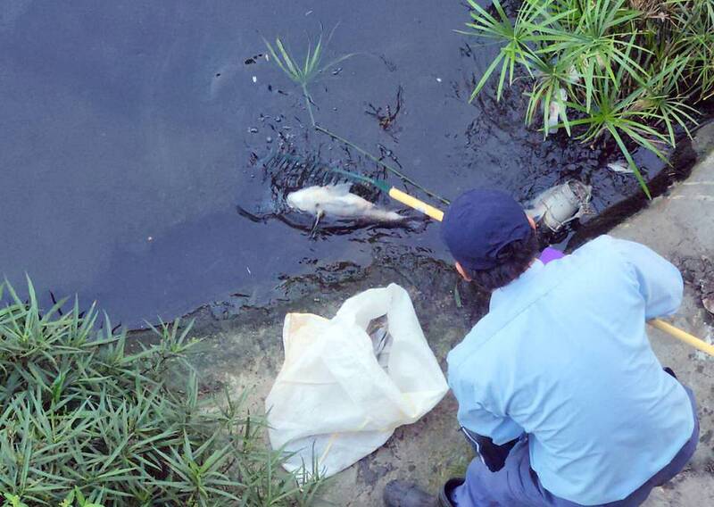 南市竹溪河岸出現不少死魚，魚種主要是吳郭魚，每一隻都長得比手掌還要大。（讀者提供）