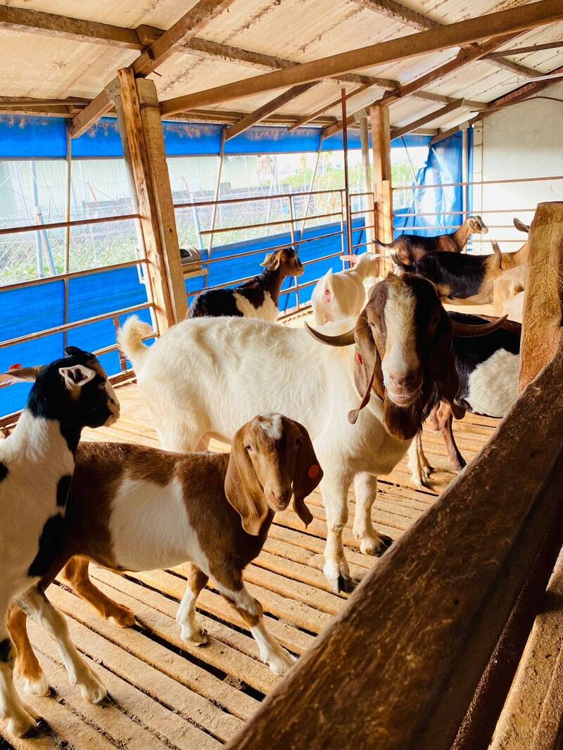 屏縣動物防疫所每年皆執行全縣每場乳牛、乳羊場例行性監測。（屏東縣政府提供）