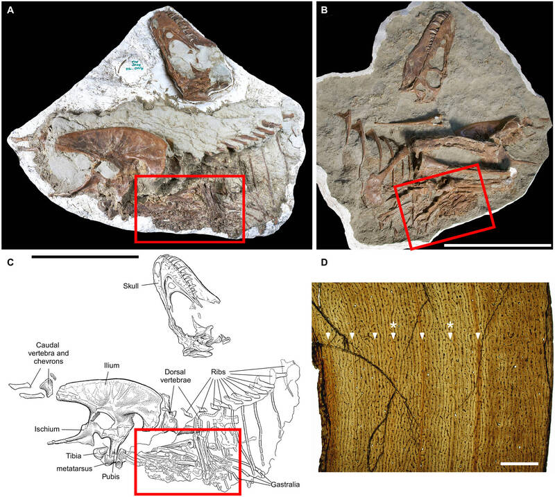 加拿大古生物學家，在暴龍科蛇髮女怪龍屬的化石發現保存完整的胃內容物（紅框處）。（圖擷自Science Advances期刊網站）