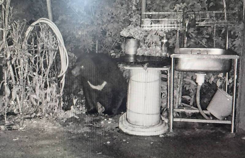今年7月18日入侵南投縣仁愛鄉廬山部落的台灣黑熊。（林業保育署南投分署提供）