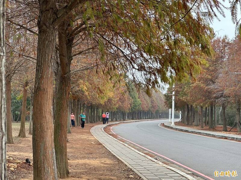 麗寶賽車旅店旁的落羽松大道陸續變色，目前免費開放參觀。（記者張軒哲攝）