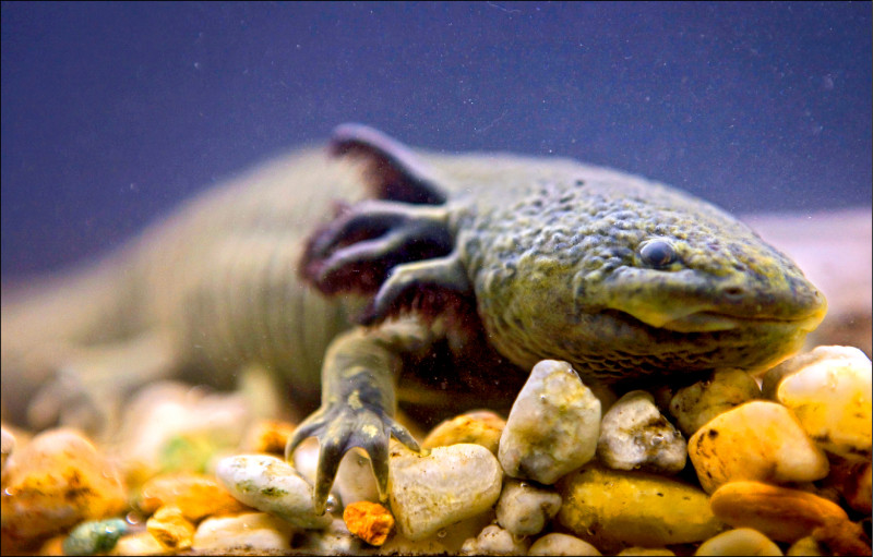 墨西哥國立自治大學的生態學家，重新發起一項募款活動，以加強對墨西哥鈍口螈的保育工作。（美聯社）